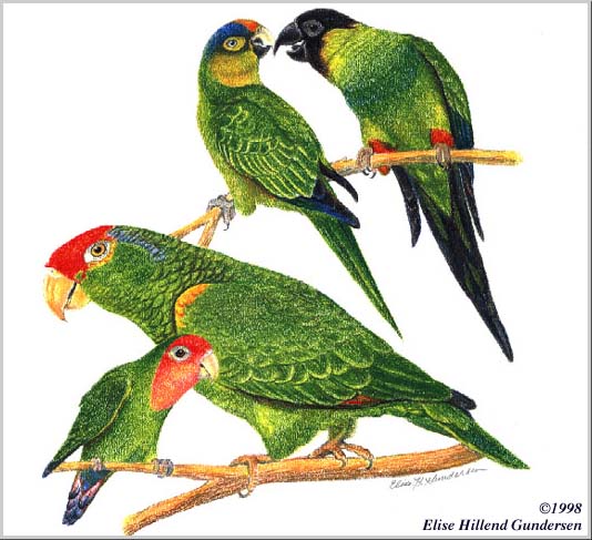 Four parrots