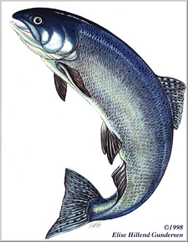 Endangered Coho Salmon