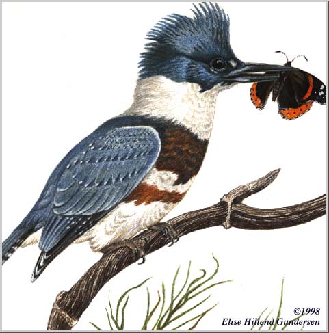 Belted Kingfisher and Admiral Butterfly