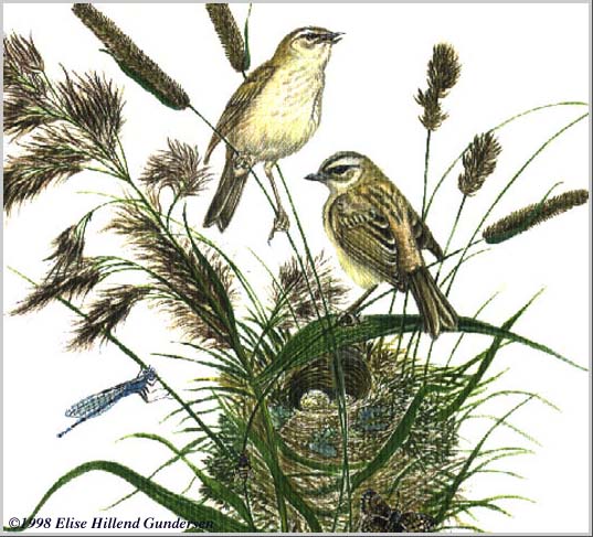 Finnish Willow Warblers