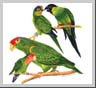 Four Parrots