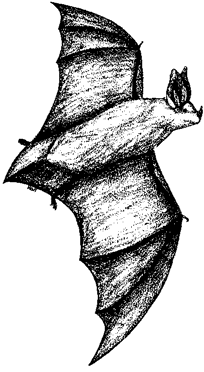 leaf nosed bat