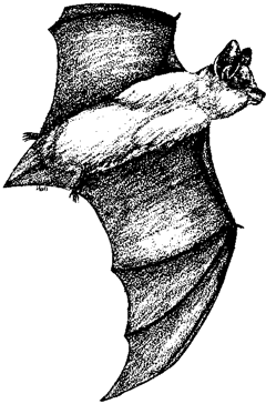 Southwestern Yellow Bat
