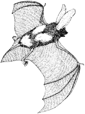 Spotted Bat