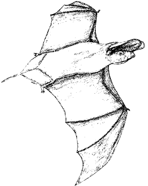 Big Free-tailed Bat