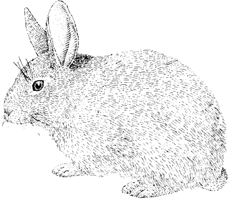 Brush Rabbit