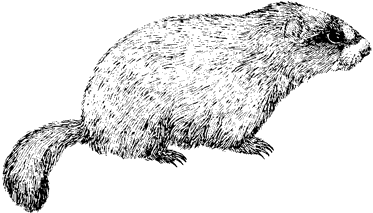 marmota flaviventris