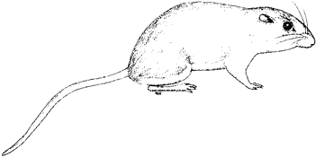 San Joaquin Pocket Mouse
