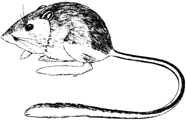 Stephens' Kangaroo Rat