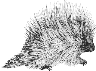 Common Porcupine