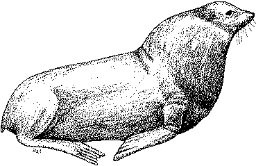 Northern Sea Lion